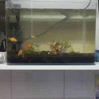 آکواریوم شیشه خم طبیعی