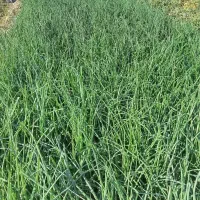 ترپیاز خیراباد|عمدهفروشی|دوگنبدان, |دیوار