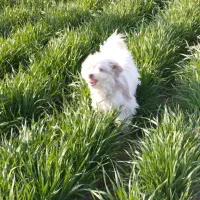 واگذاری شیتزو