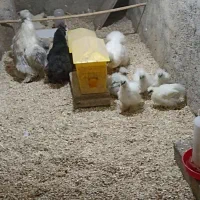 جوجه یکماه و نیمه ابریشمی اصیل|حیوانات مزرعه|تهران, مجیدآباد|دیوار