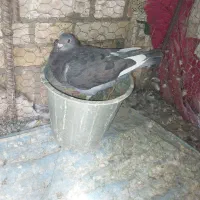 کفتر پلاکی جفتی مسافت بلند جاناردن