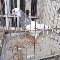 کفتر طوقی شازده بالغ خوش نقش جوجه سال شیش عدد