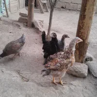 جوجه محلی