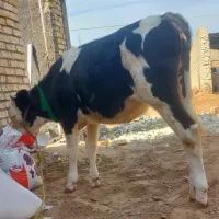 گوساله  گاو ماده سیمینتال درجه۱