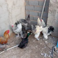 جوجه محلی مشکی