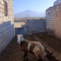 بره چاق برای قصابی