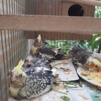 عروس هلندی جوجه