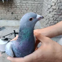 کبوتر پلاکی|پرنده|ایرانشهر, |دیوار