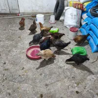 مرغ محلی|حیوانات مزرعه|نورآباد, |دیوار