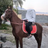 اسب عرب یک سر|اسب و تجهیزات اسبسواری|بندرعباس, |دیوار
