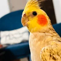 عروس هلندی گمشده