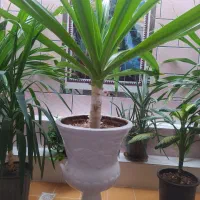 گل های زیبا و شاداب|گل و گیاه طبیعی|فسا, |دیوار