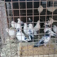 کبوتر پرشی و کشتنی