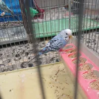 مرغ عشق|پرنده|شازند, |دیوار