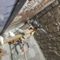 ماده معاوضه بانر