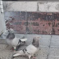 جفت کفتر سوسنی و سبز دم سفید دوکاکل