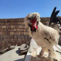 خروس شاخدار سلطان