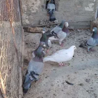 کبوتررنگه|پرنده|زهک, |دیوار