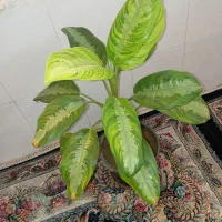 تعدادی گل ختمی و اگلونماو...