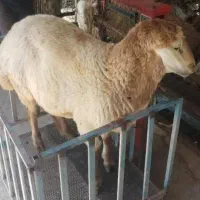 جایگاه رسمی دام بره گوسفند بصرفه