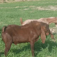 نربز|حیوانات مزرعه|سرپل ذهاب, |دیوار