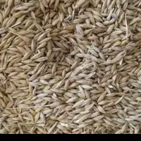 جو محلی درجه یک
