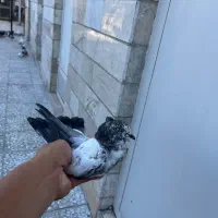 کفتر جوجه گرفتنی