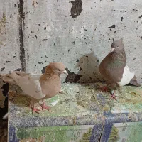 فروش کفتر|پرنده|شیراز, سهل‌آباد|دیوار