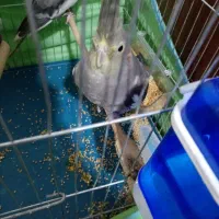 عروس هلندی|پرنده|محمدشهر, جعفرآباد|دیوار