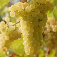 نهال انگور|گل و گیاه طبیعی|گیلان غرب, |دیوار