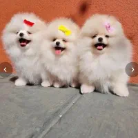 انوا.ع توله سگ های فانتزی|سگ|شیراز, پانصد دستگاه ارتش|دیوار