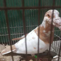 کبوتر نر کارل نیومنز|پرنده|برازجان, |دیوار