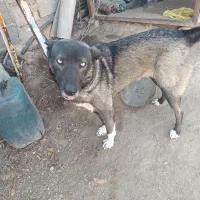 سگ با نژاد خوب