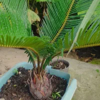 گل و گیاهان زینتی