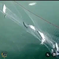 تور ماهی بیاه نونو سایز ۲۰