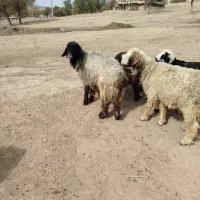 قوچ|حیوانات مزرعه|رودشت (چهارمحال و بختیاری), |دیوار