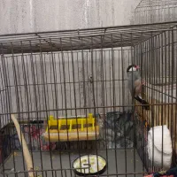 فنچ نرگسی|پرنده|پردیس, فاز ۸|دیوار