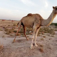 شتر ماده|حیوانات مزرعه|میناب, |دیوار