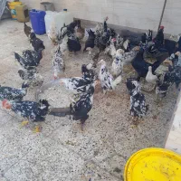 تخم مرغ|خوردنی و آشامیدنی|اهواز, ملاشیه|دیوار