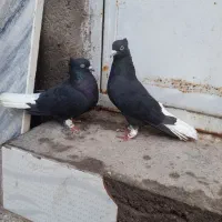 زاغ دم سفید|پرنده|رشتخوار, |دیوار