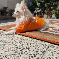 پامر روباهی مینی