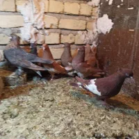 ماده سرک بهبهانی