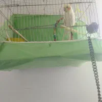 عروس هلندی نر