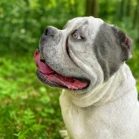 سگ امریکن بولی پوکت خاص