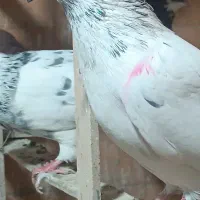 کبوتر (بار جدید داخل فیلم)یه جایی و تکی|پرنده|فردیس, ثابتی|دیوار