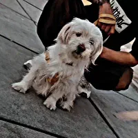 شیتزو ماده|سگ|قم, علی آباد|دیوار