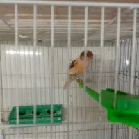 قناری ابلغ سرخ ماده سوپر|پرنده|تربت‌حیدریه, فردوسی جنوبی|دیوار