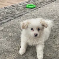 سگ نژاد پامر دو‌ماه