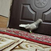 کفتر قهوهای دمسفید اشعل کوهی