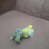 طوطی پروتلت بند انگشتی|پرنده|قم, چهل درخت|دیوار